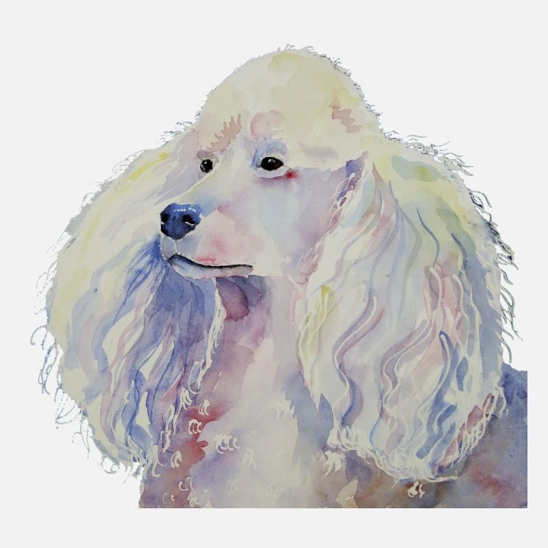 caniche blanc standard