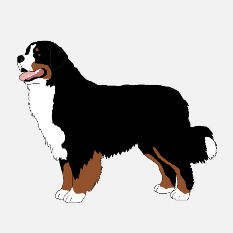 Bernese Mountain Dog