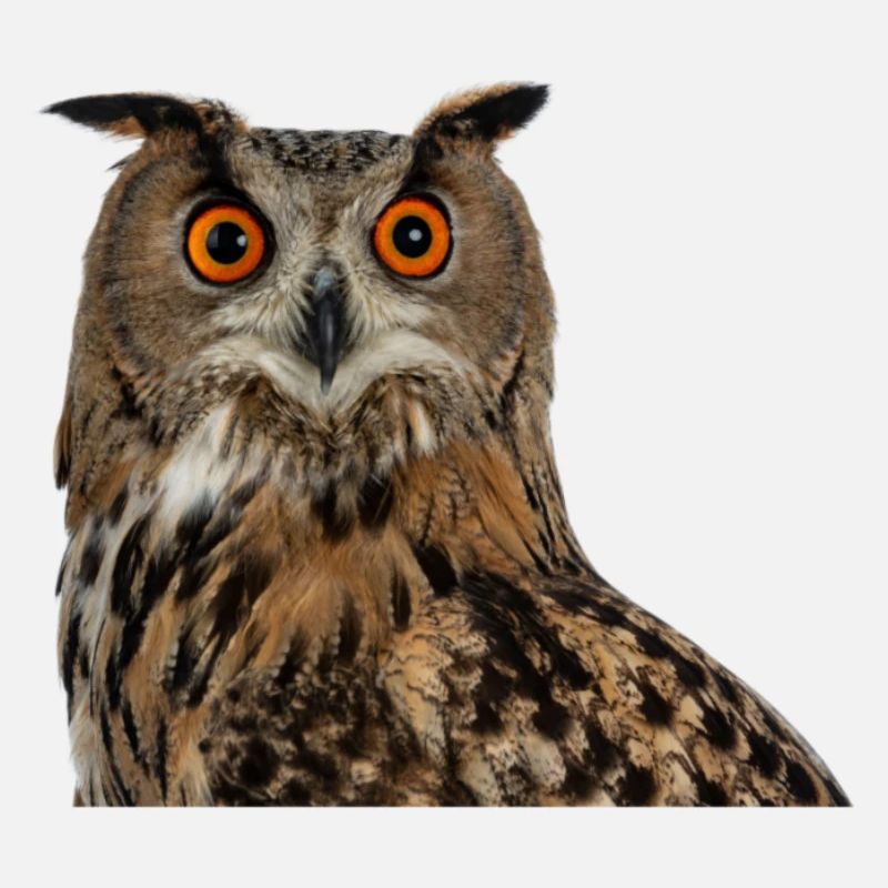 Hibou