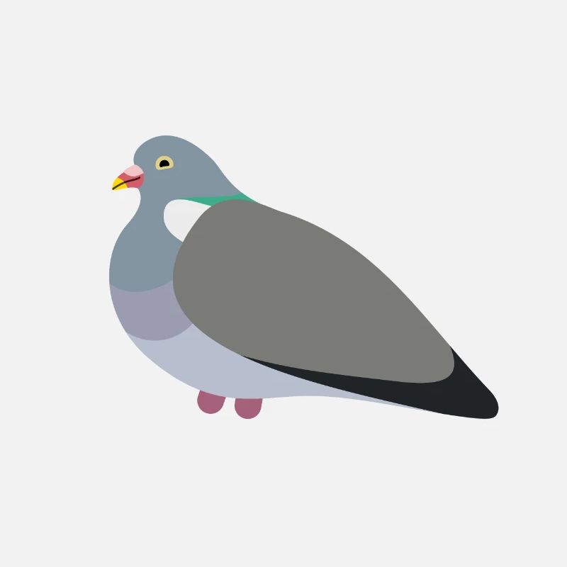 Pigeon ramier