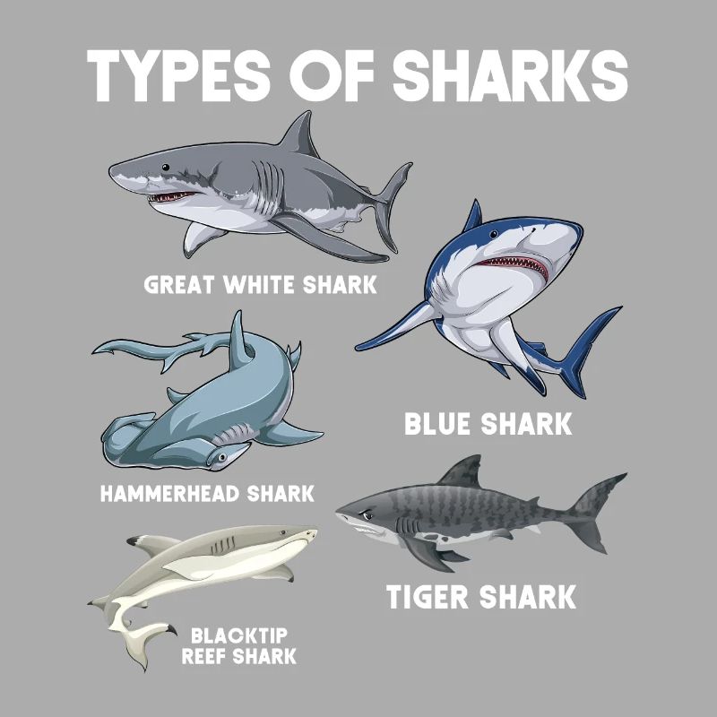 Types de requins