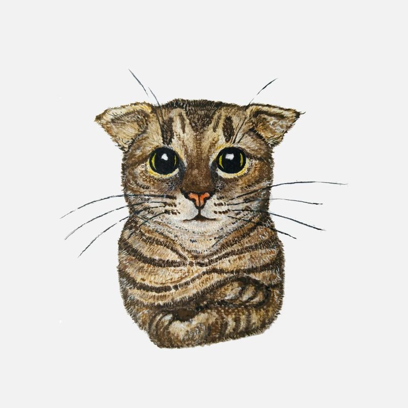 Petit chat tigré