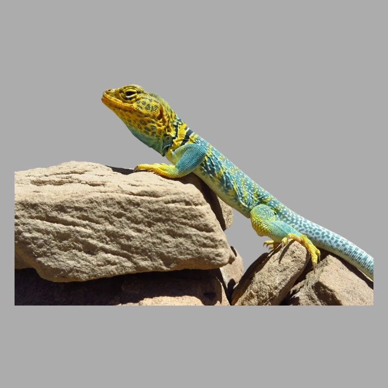 gecko lizard echse eidechse