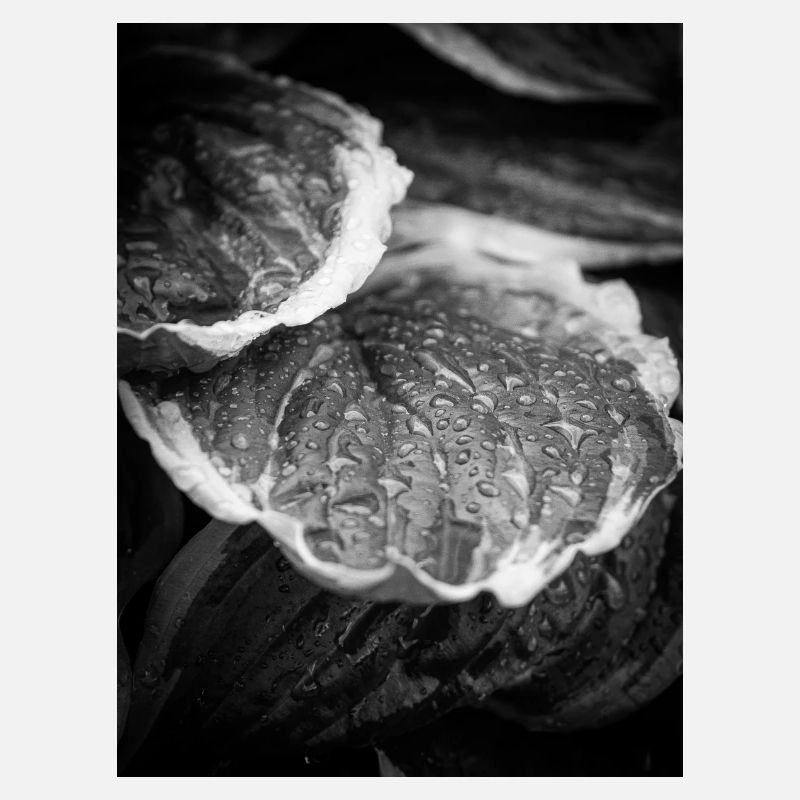 monochrome raindrops on leaves