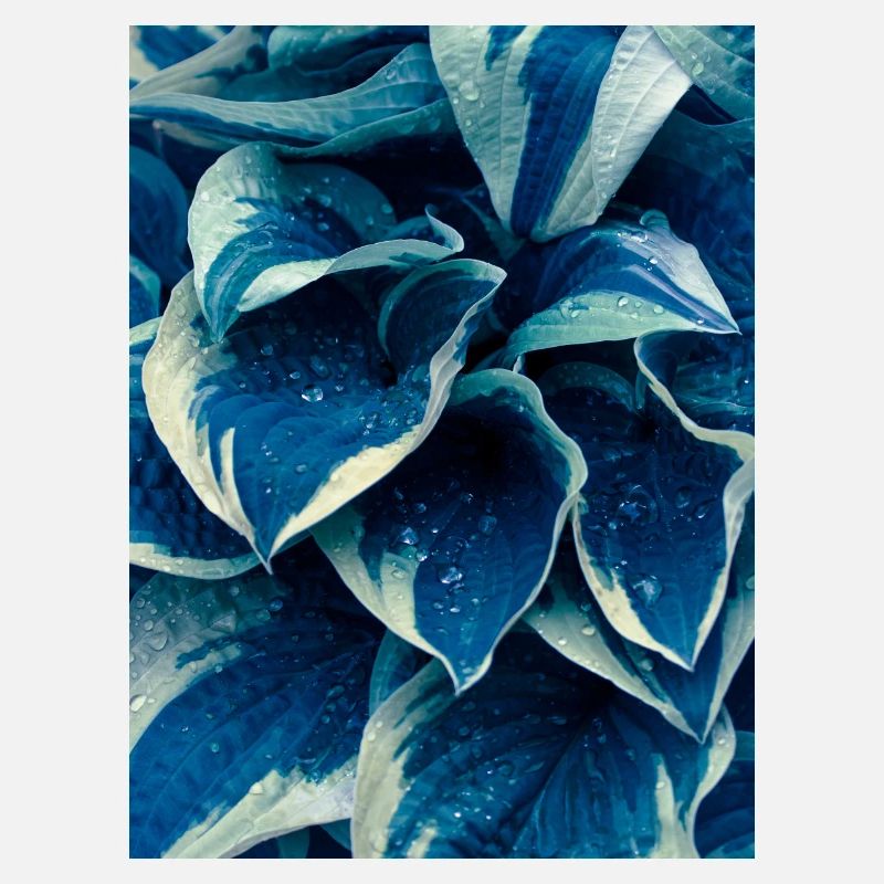 panaché en bleu