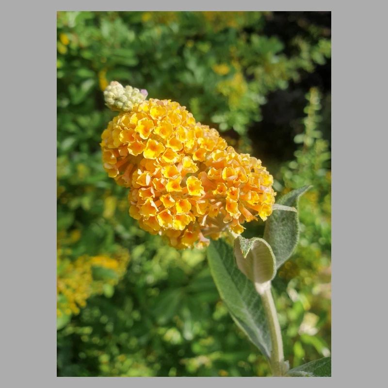 Buddleia, Schmetterlingsstrauch oder Sommerflieder 'Sungold'