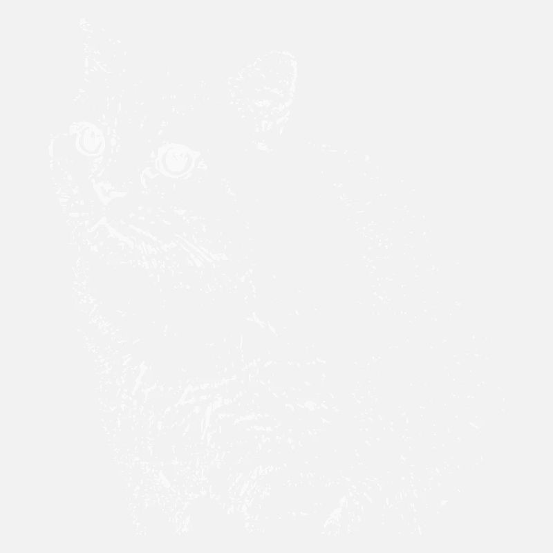 British Shorthair Chat Blanc Chat Chat Blanc Chaton