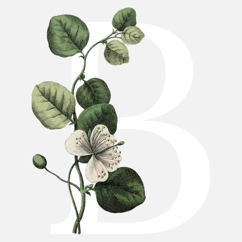 Letter B Green Botanical