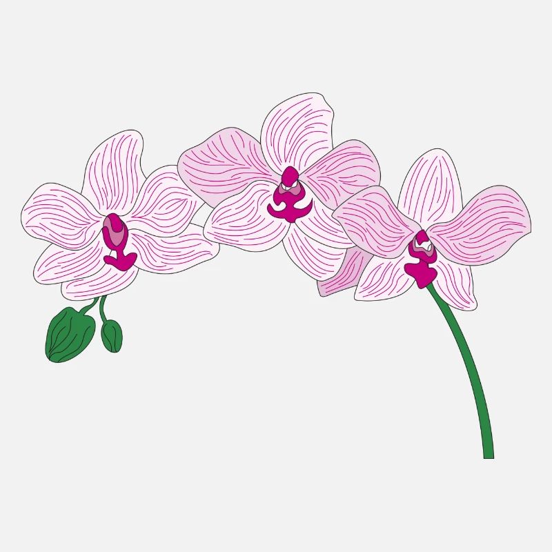 Rosa Orchidee Blume