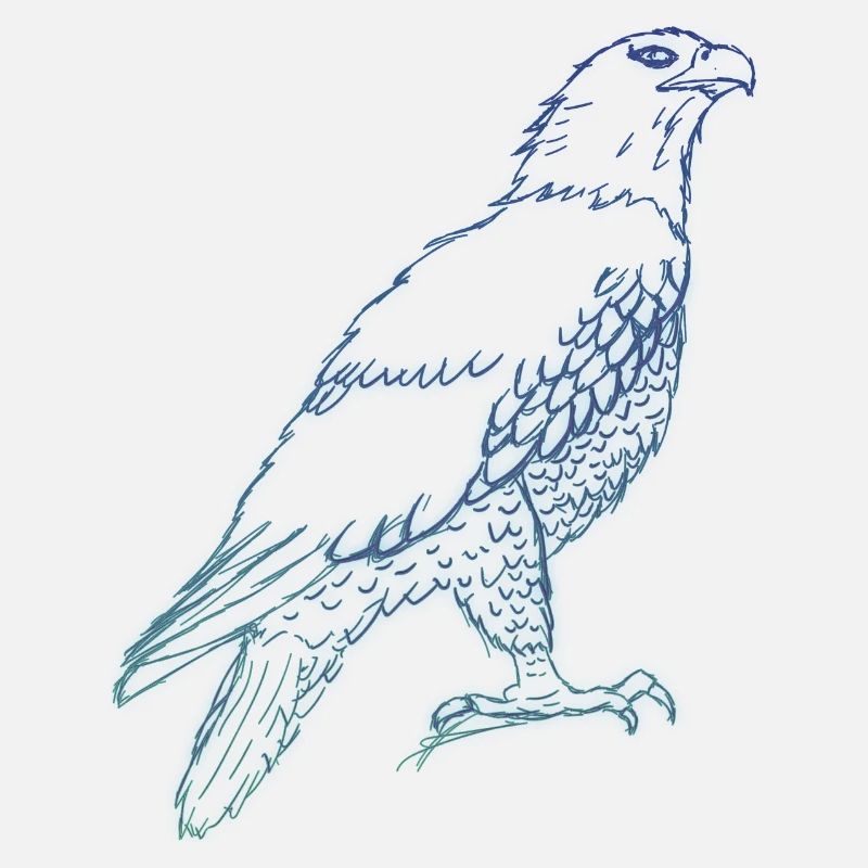 Eagle Sketch