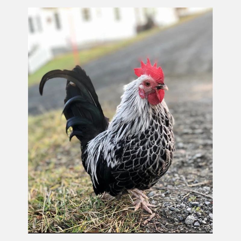 Coq