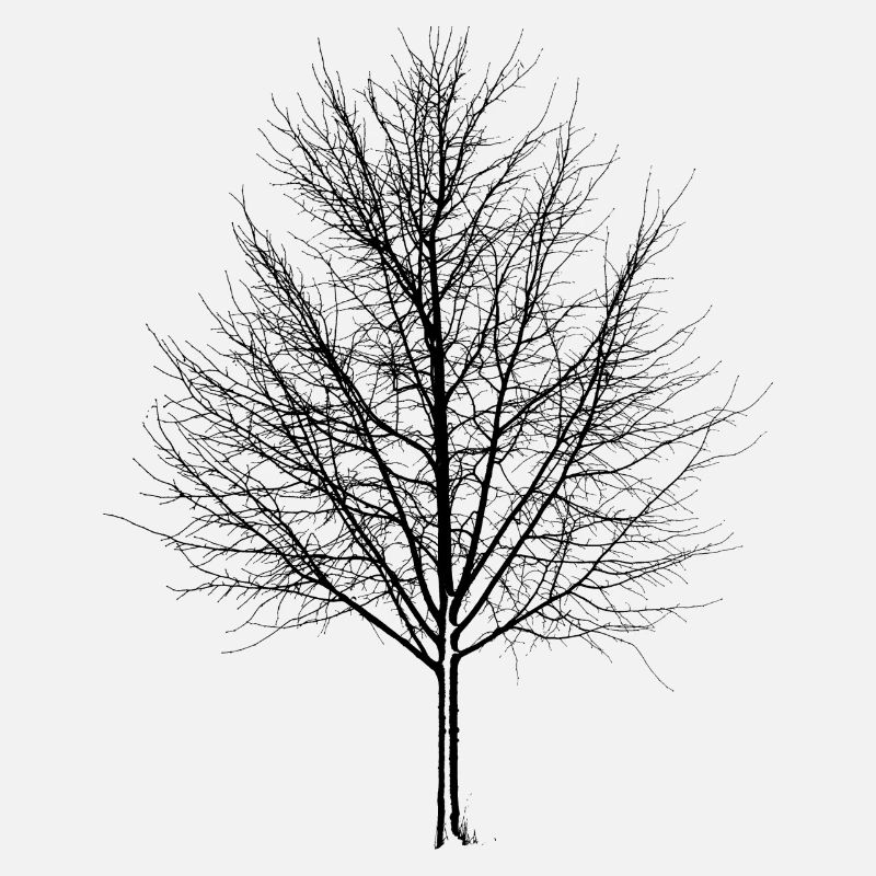 Arbre