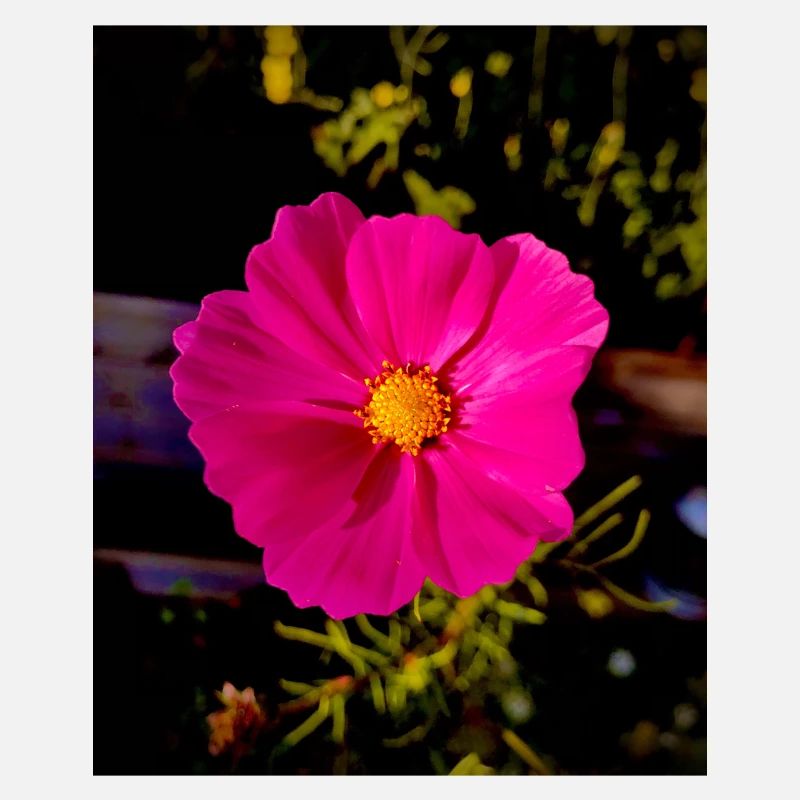 Cosmea
