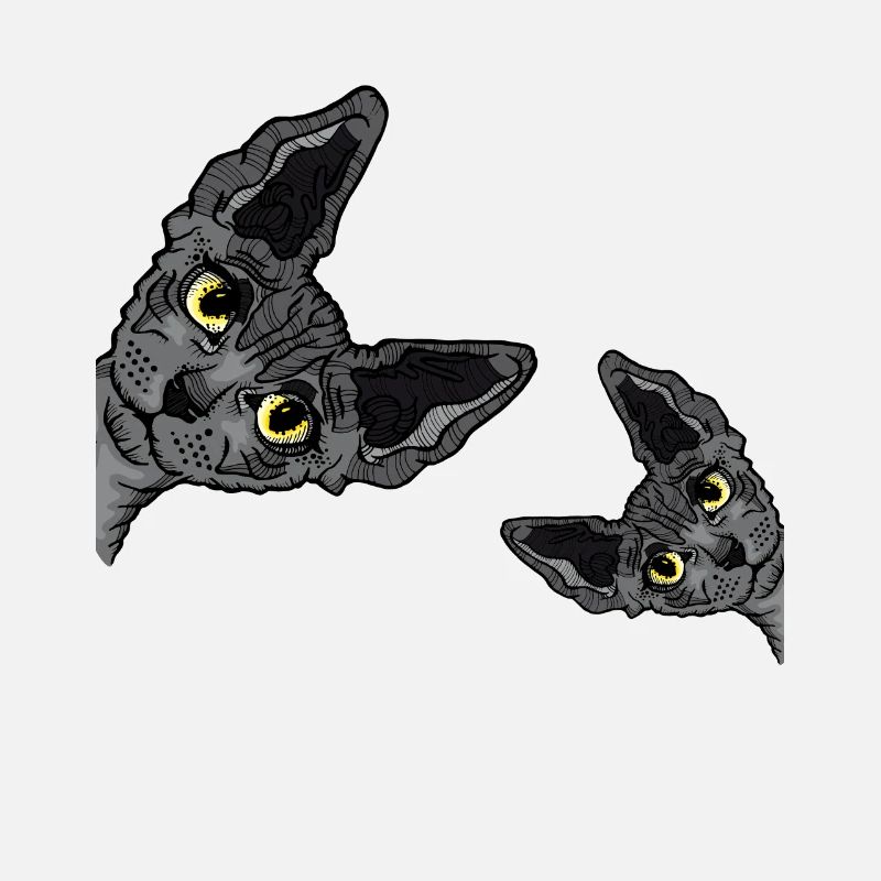 Chat sphynx noir