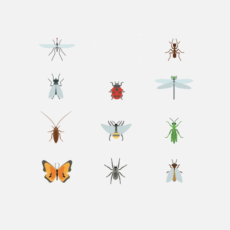 Kids Types Of Insects Bug Identification Science