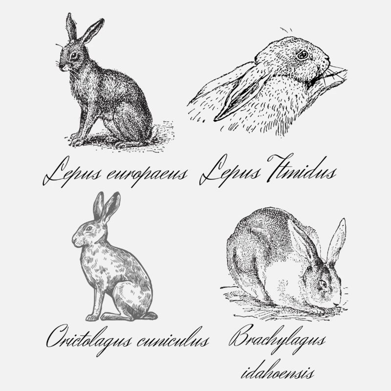 Lapins vintage feldhase hare rabbit