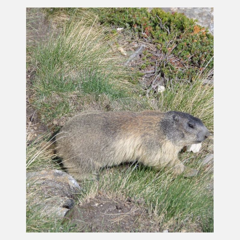 Marmotte