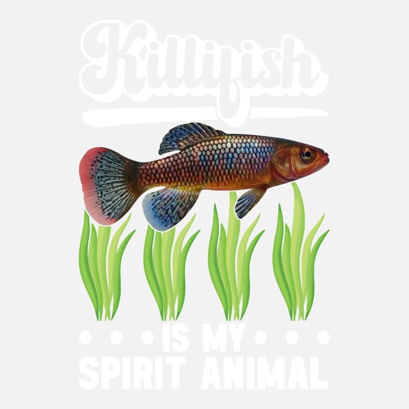 Killifish Quarium Fish