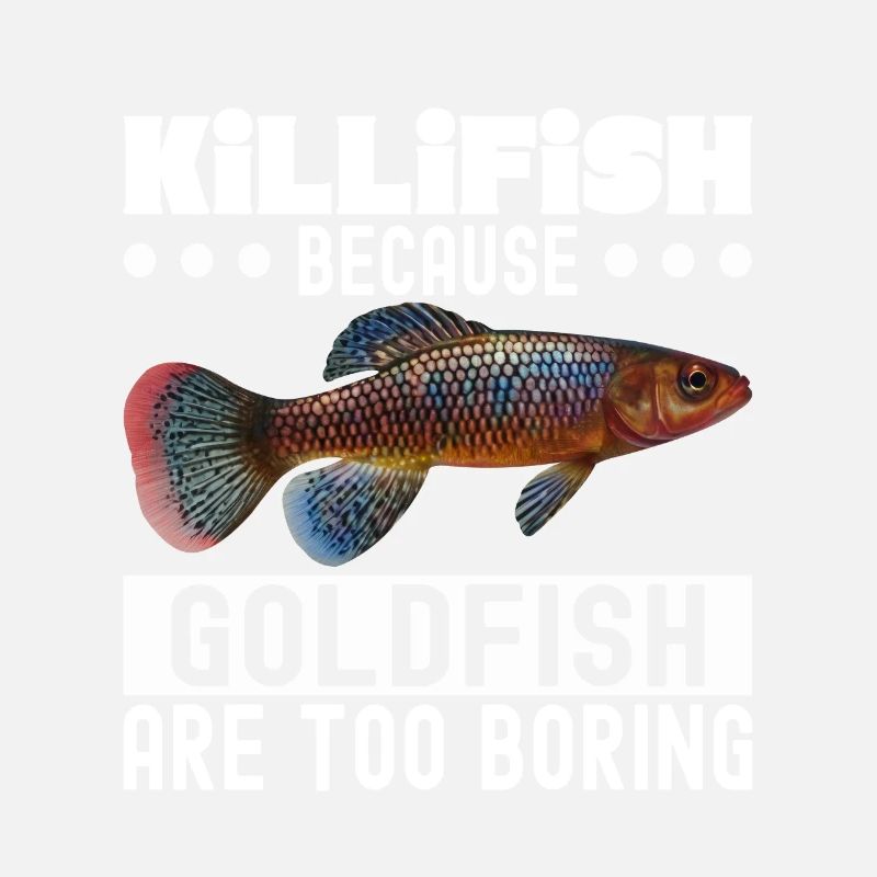 Killifish Quarium Fish