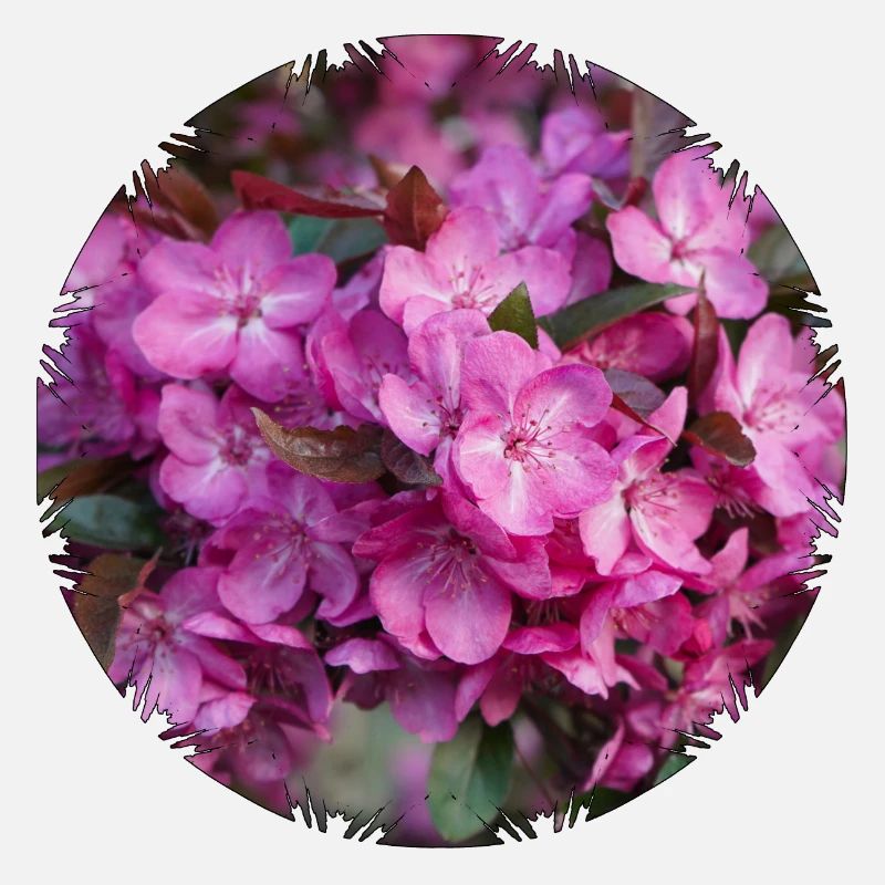 Les fleurs de cerisier rose sont belles à regarder