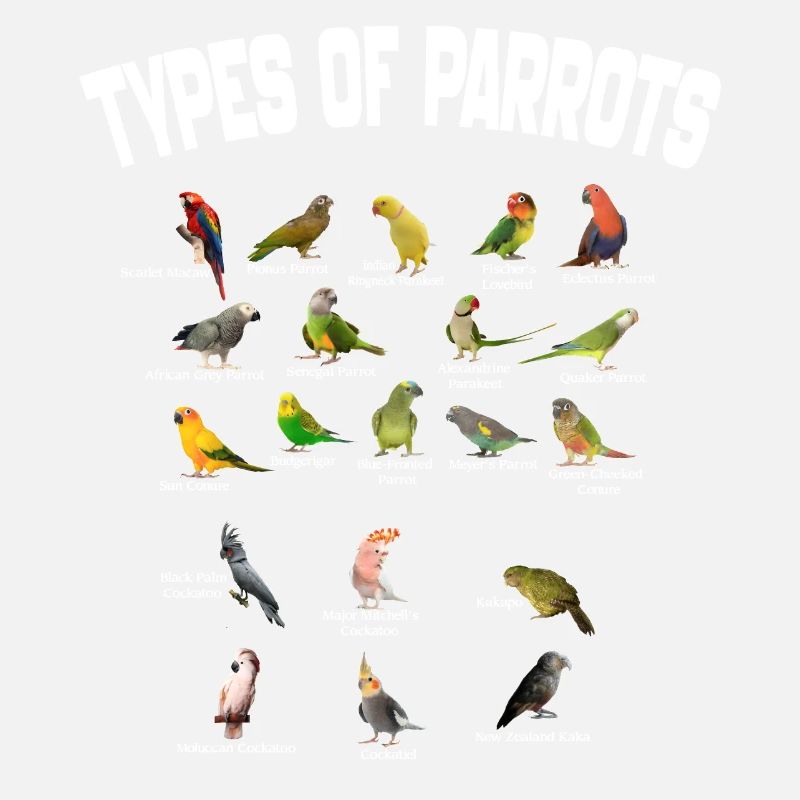 Types Of Parrots - Parrots Breeds List