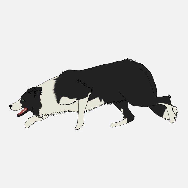 BORDER COLLIE