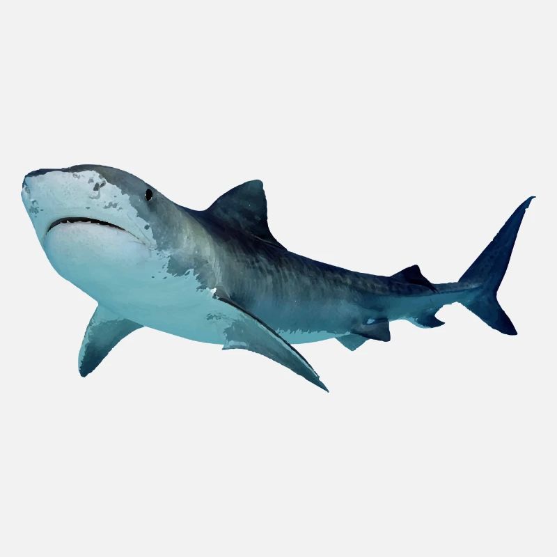 shark