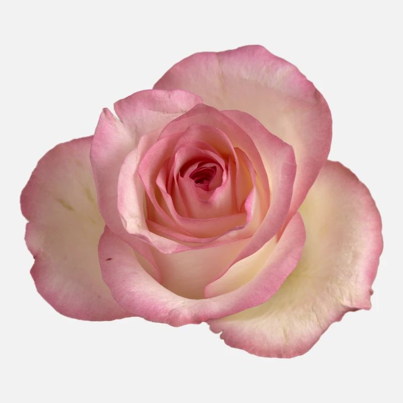Rose / rose blanche