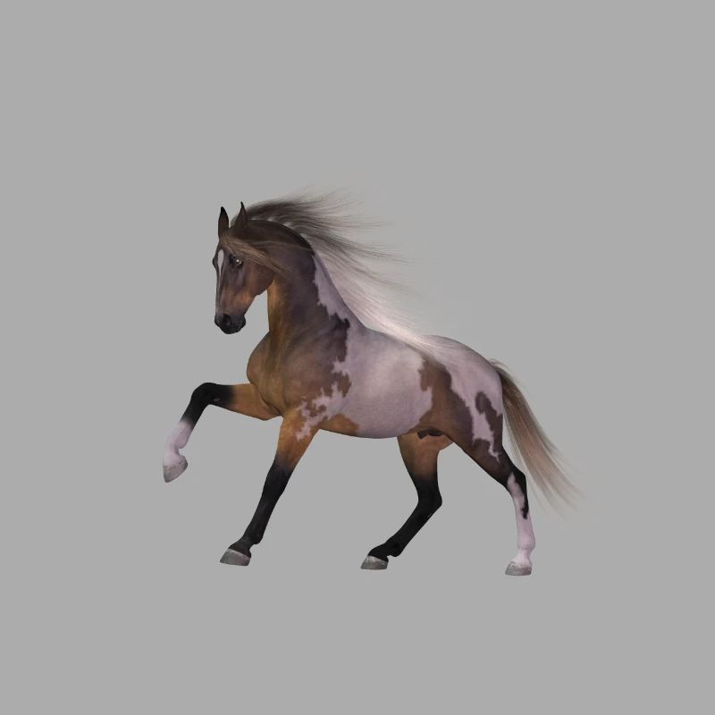 Pferd Geschenk Geschenkidee