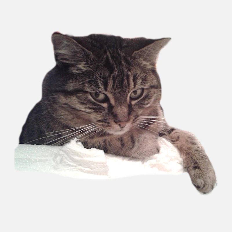 chat