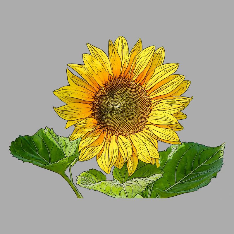 Sonnenblume