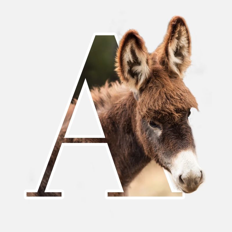 A Ane alphabet animaux