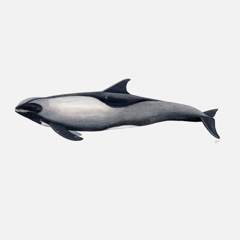 melon tête Dolphin - Peponocephala electra