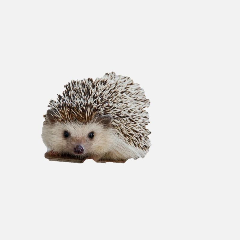 süßer Igel