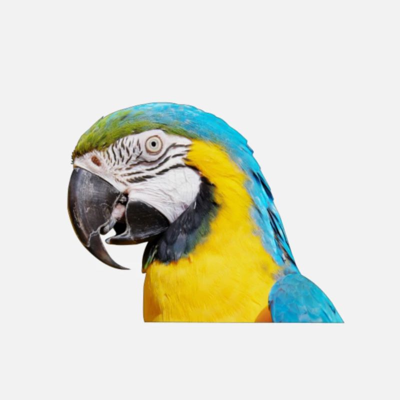 ARA Bird