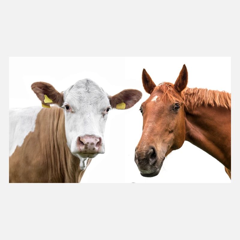 Kuh und Pferd
