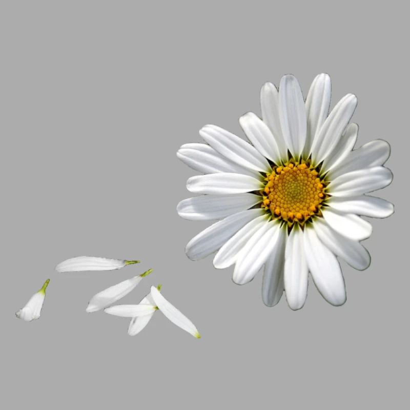 Gänseblümchen