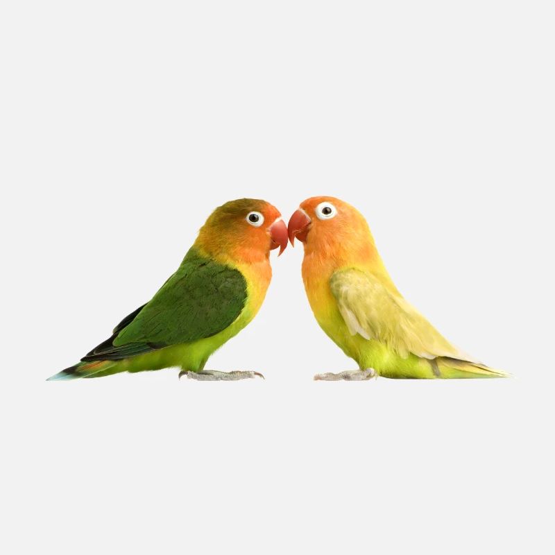 parrot