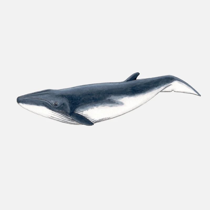 Bebe Baby-Bryde-Wal - Bebe baleine