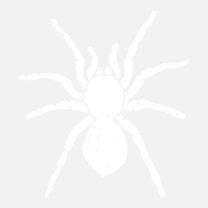 Spinne
