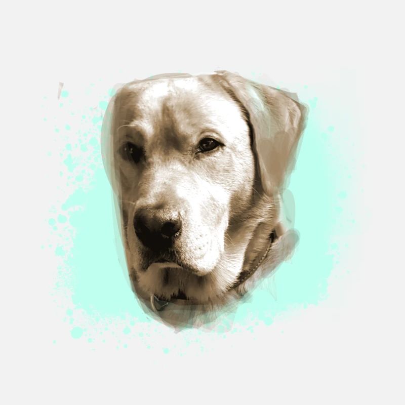 Labrador, Golden Retriever, graffit, malerei