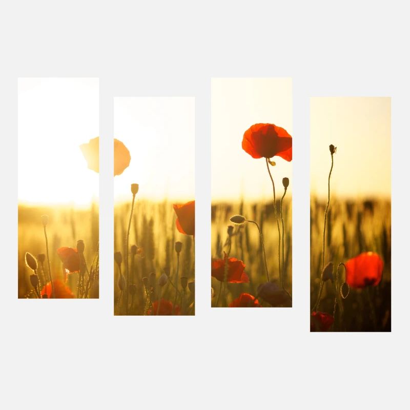 Champ de coquelicots