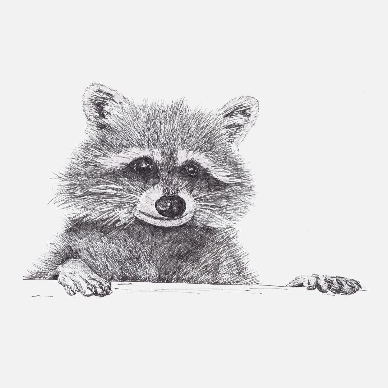 Waschbär Zeichnung