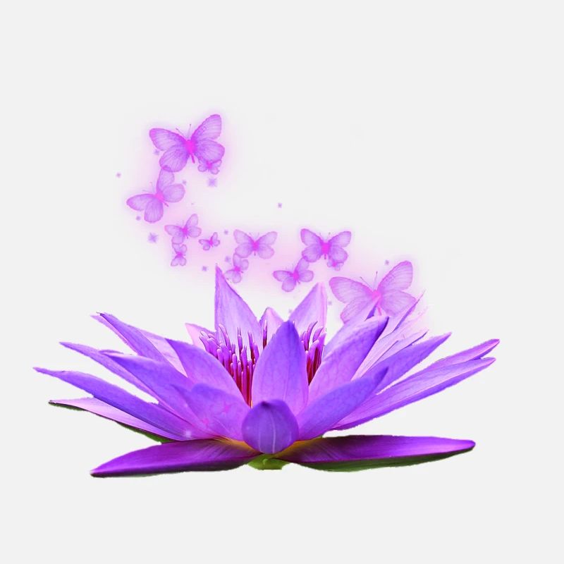 Fleur de lotus