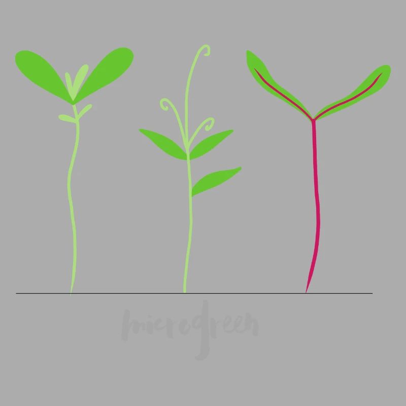 Micro shoots - Microgreen