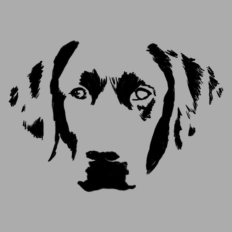 Junger Labrador Retriever in der Frontansicht