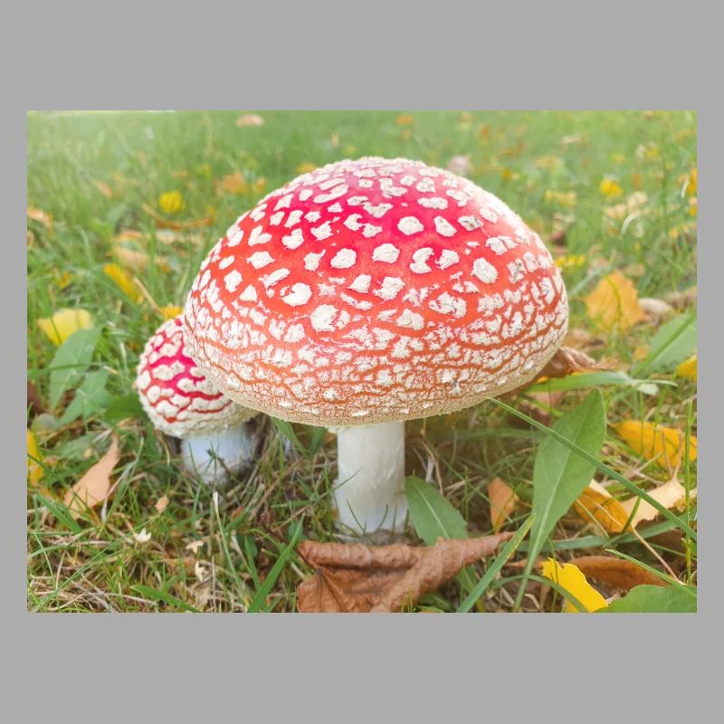 fly agaric also toadstool