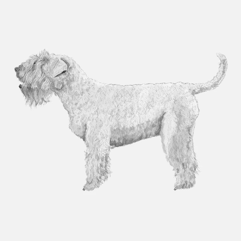 Irish SoftCoated WheatenTerrier