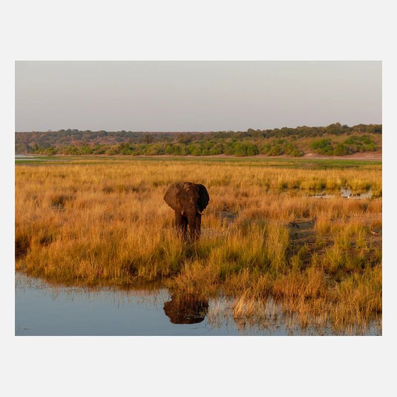 Elefant am Wasser in Namibia Afrika