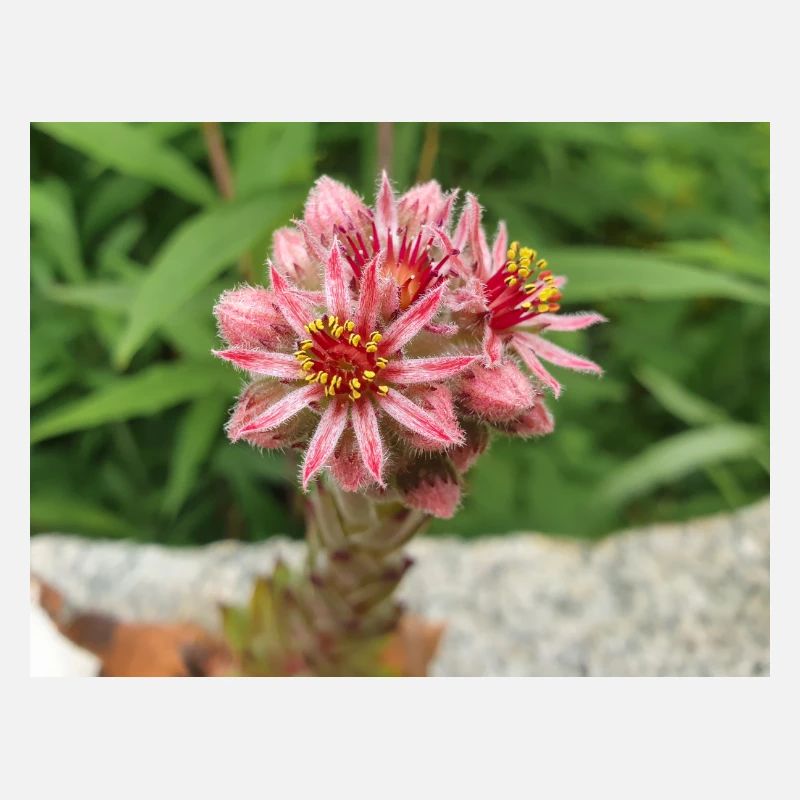 liveforever also hen and chicks Sempervivum